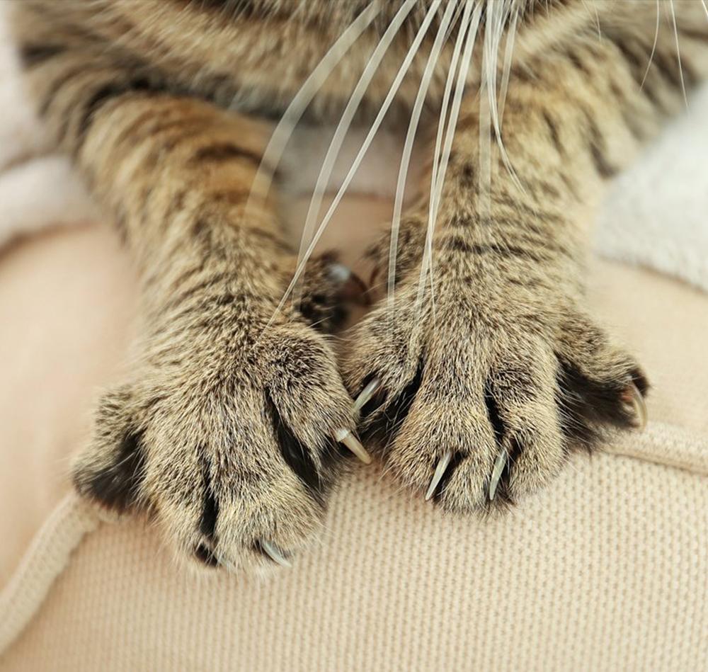 How to protect your sofa from cat claws